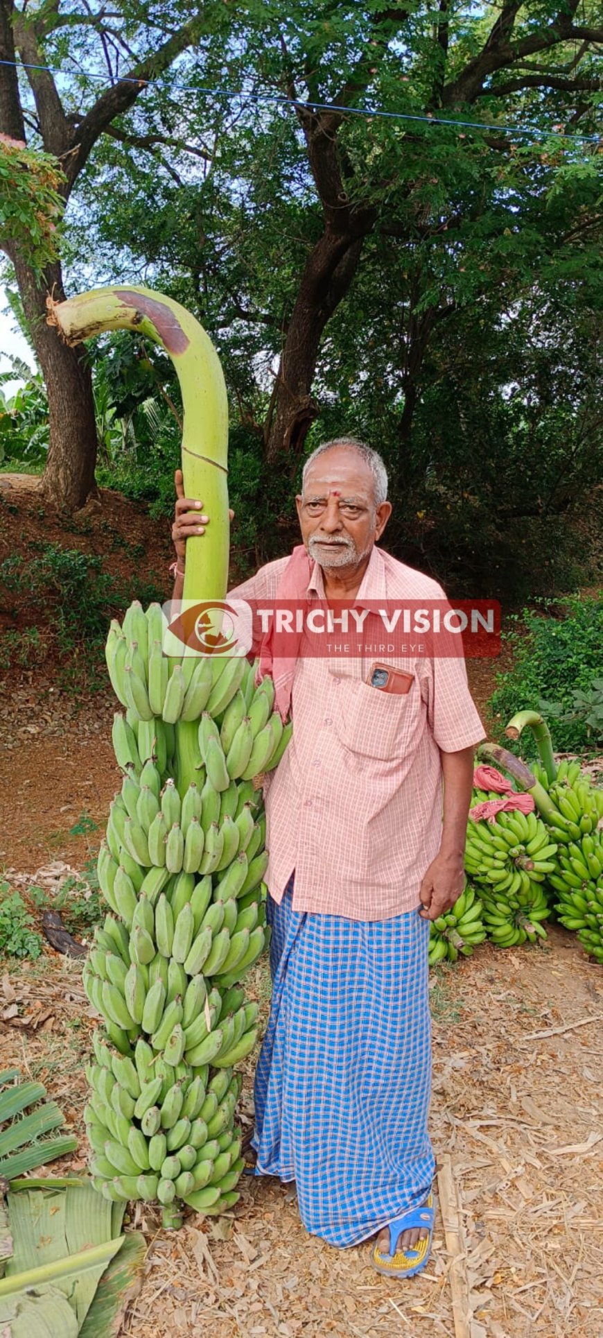 6 அடி உயரம் பிரம்மாண்ட வாழைத்தார் - ஒய்வு பெற்ற ஆசிரியர் அசத்தல்