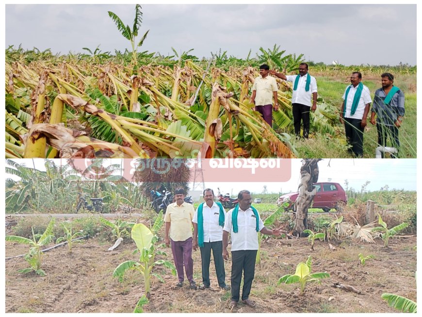 சூறாவளி காற்றினால்  சேதமடைந்த வாழை, பயிர்களுக்கு உரிய நிவாரணம் வழங்க கோரிக்கை