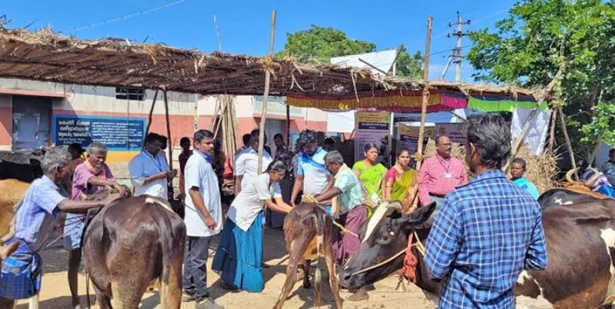 திருச்சியில் தோல் கழலை நோய் தடுப்பூசி முகாம் - மாவட்ட ஆட்சித்தலைவர் தகவல்.