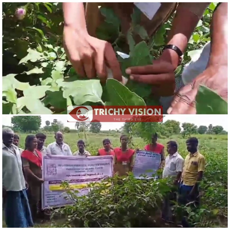 கத்திரி செடியில் பூச்சி தாக்குதல் - வேளாண் மாணவிகள்  செயல் விளக்கம்