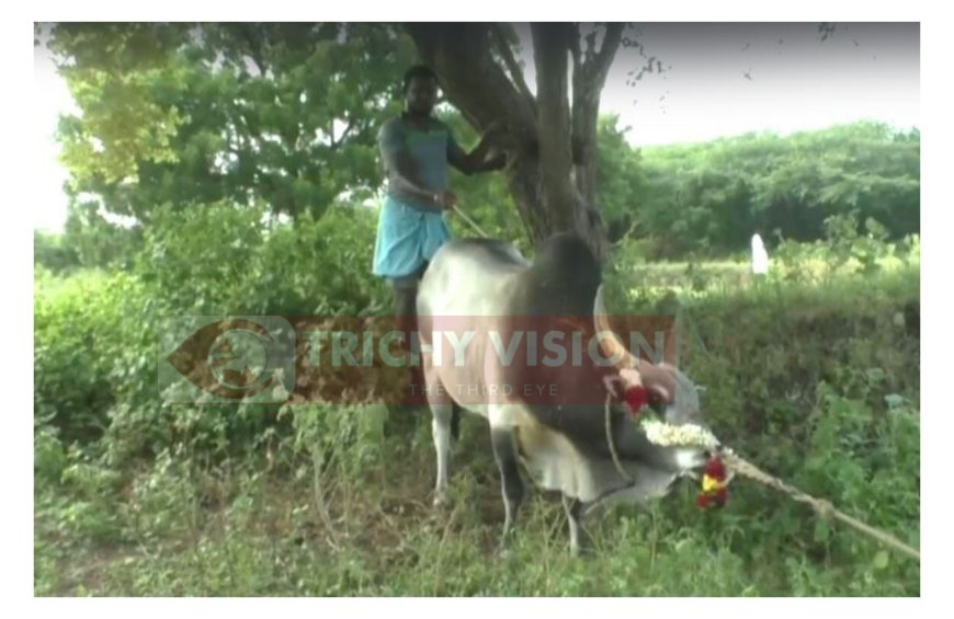 திருச்சி அருகே ரூ.90 ஆயிரத்துக்கு ஏலம் போன கோவில் காளை