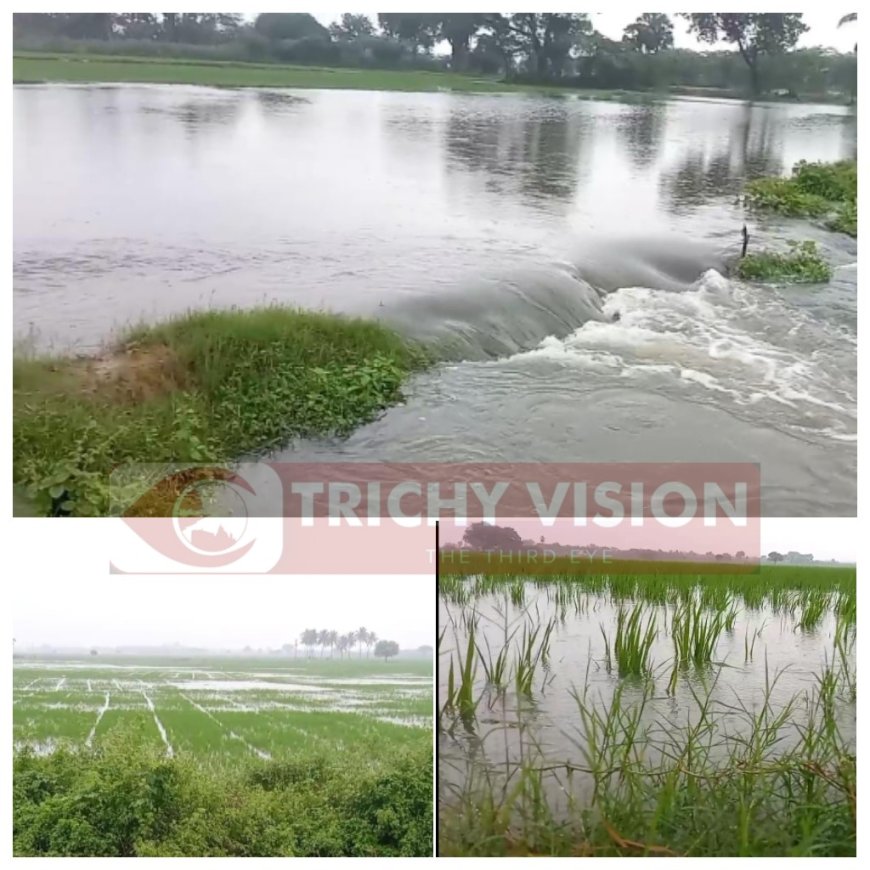 ஆயிரம் ஏக்கர் தண்ணீரில் மூழ்கியுள்ள சம்பா நெற்பயிர்கள் - விவசாயிகள் பெரும் கவலை