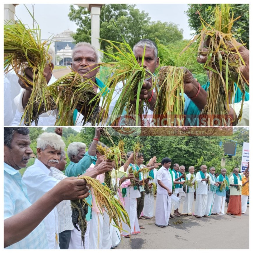 அழுகிய நெல் பயிற்களை கையில் ஏந்தி விவசாயிகள் ஆர்ப்பாட்டம்