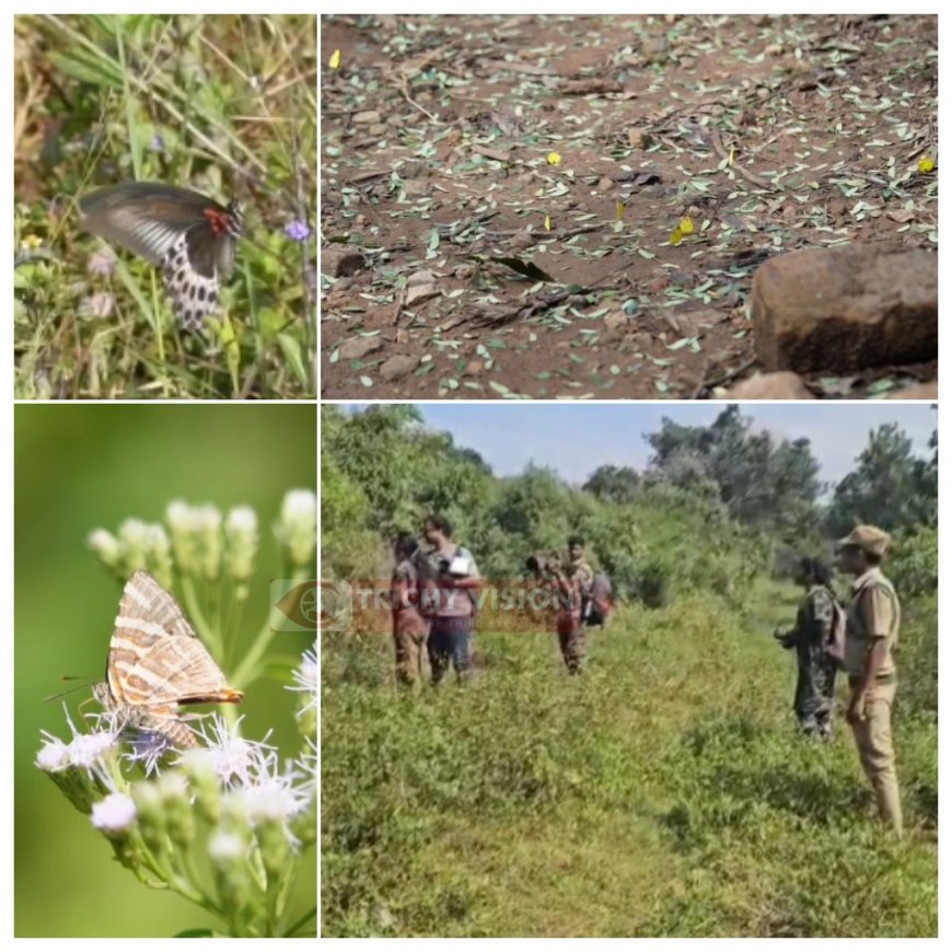 திருச்சியில் 126 அரிய வகை பட்டாம்பூச்சி இனங்கள் பதிவு - மாவட்ட வன அலுவலர் தகவல்