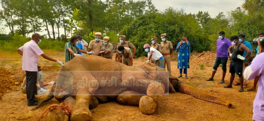 யானைகள் மறுவாழ்வு மையத்தில் பராமரிக்கப்பட்டு வந்த பெண் யானை உயிரிழப்பு