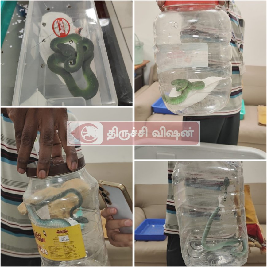 திருச்சி விமான நிலையத்தில் சூட்கேஸில் பாம்புகள் கடத்தல் - சுங்கத்துறை அதிகாரிகள் பறிமுதல் செய்து விசாரணை
