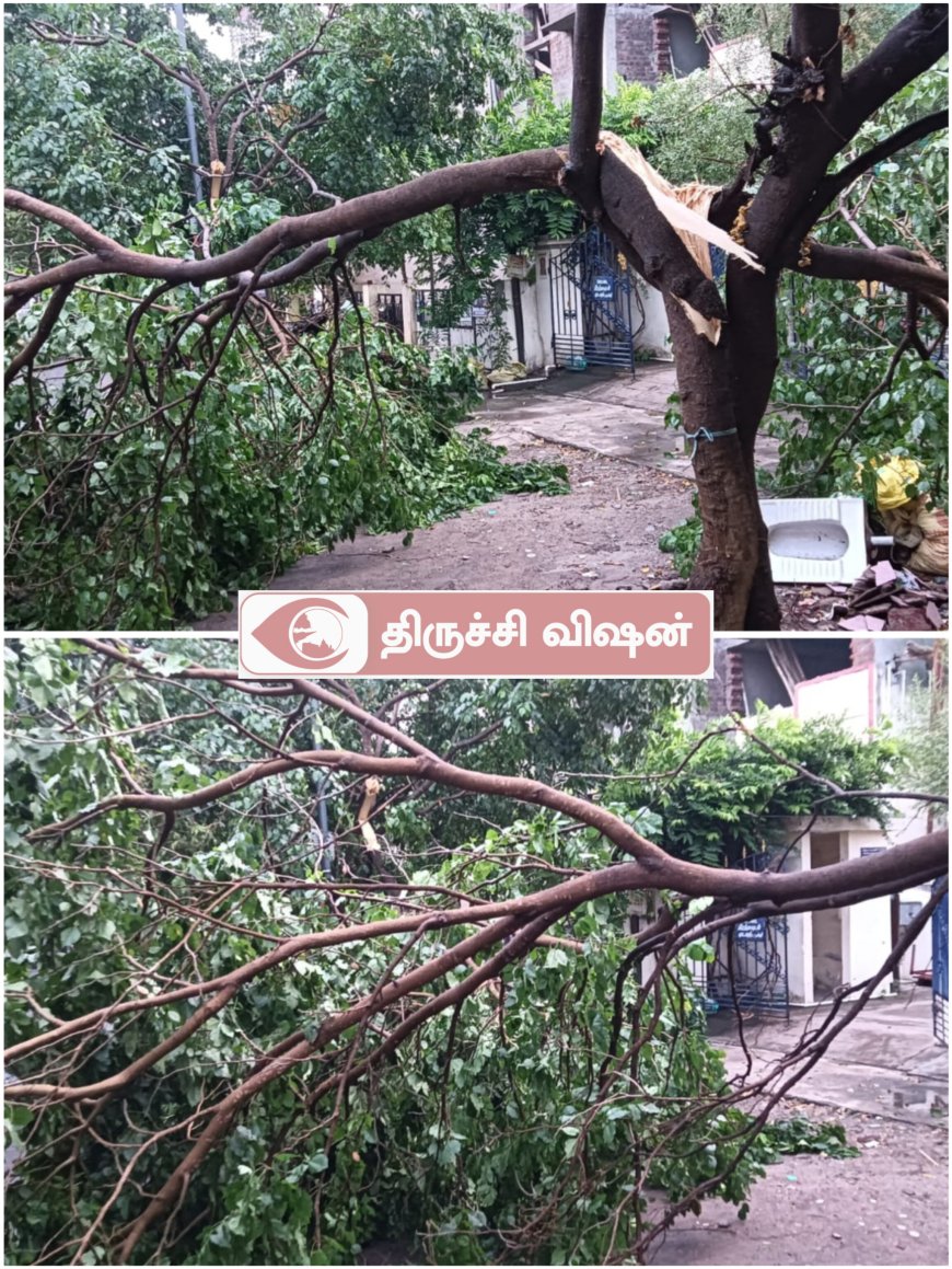 ஸ்ரீரங்கத்தில் சூறாவளி காற்று - பல இடங்களில் மரங்கள் விழுந்து மின்சாரம் துண்டிப்பு