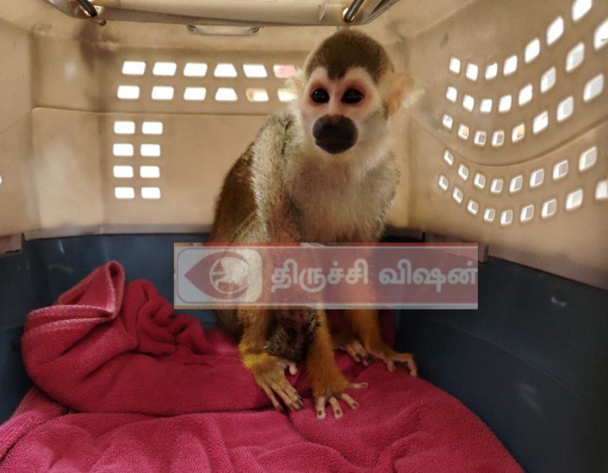 மலேசியாவில் இருந்து கடத்தி வரப்பட்ட அரியவகை உயிரினம்