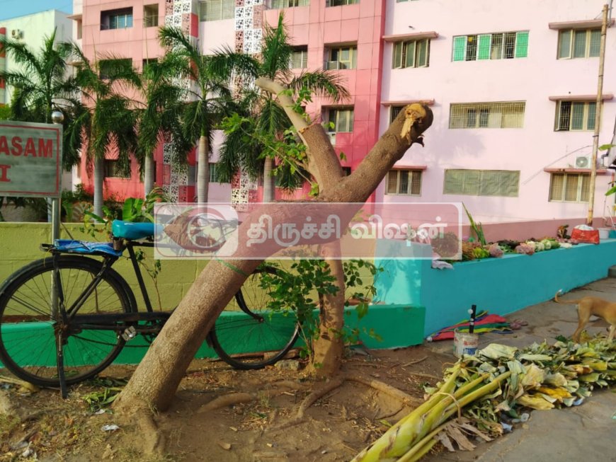 பொதுமக்கள் அமருகிறார்கள் என்ற காரணத்திற்காக வெட்டப்பட்ட 15-ஆண்டு புங்கமரம்