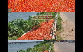 காவிரி ஆற்றில் தக்காளியை கொட்டிச் சென்ற விவசாயிகள்.