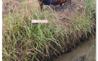 திருச்சியில் வாய்க்காலில் தென்பட்ட முதலை