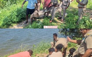 பெட்டவாய்த்தலை பகுதியில் சுற்றித் திரிந்த முதலை பாதுகாப்பாக மீட்கப்பட்டு முக்கொம்பில் விடுவிப்பு