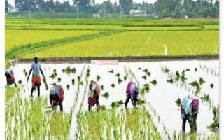 வடகிழக்கு மழை தீவிரம்: விவசாயிகள் பயிர் காப்பீட்டில் சேர மாவட்ட ஆட்சியர் அழைப்பு