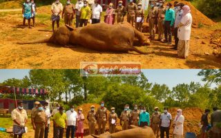 திருச்சி M.R. பாளையம் மறுவாழ்வு மையத்தில் 64 வயது ‘இந்திரா’ யானை உயிரிழப்பு.