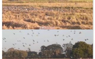 நெல்மணிகளை அறுவடை செய்ய முடியாத சூழ்நிலை வயலுக்குள் வட்டமடிக்கும் புறாக்கள் கூட்டம்