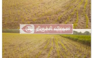 ஸ்ரீரங்கம் நாட்டு வாய்க்காலில் தண்ணீர் தடை – 4,000 ஏக்கர் நெற்பயிர் உலர்வதால் விவசாயிகள் கவலை