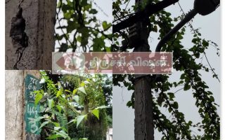 மின்கம்பங்களை சூழ்ந்த கொடிகள் – மக்கள் அச்சம்