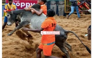 ஜல்லிக்கட்டு களத்தில் 700 காளைகள்,300 காளையர்கள் களமாடினர்