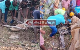 ஸ்ரீரங்கம் அருகே குடியிருப்பு பகுதியில் புகுந்த முதலை மீட்பு: வனத்துறையினர் அதிரடி நடவடிக்கை!