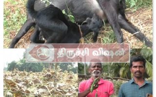 காட்டெருமை தாக்கி பயிர் சேதம்: இறந்த தாய் ஆட்டின் மடியில் குட்டிகள் பால் குடித்த சம்பவம் – விவசாயிகள் வேதனை