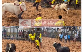 மாட்டின் கொம்பில் மல்லிகை பூ சுற்றி வந்த காளை வீரர்களை கதி கலங்க செய்த காட்சி