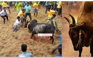 திருச்சி மாநகருக்குள் ஜல்லிக்கட்டு – காளை முட்டியதில் மாணவர் பலி-சோகம்