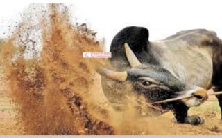 திருச்சி மாநகருக்குள் ஜல்லிக்கட்டு – காளை முட்டியதில் மாணவர் பலி-சோகம்