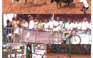 மலையடிப்பட்டி ஜல்லிக்கட்டு: 800 காளைகள், 300 காளையர்கள் மல்லுக்கட்டு