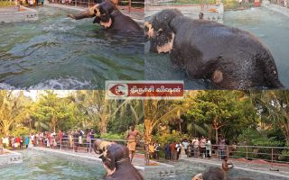 குதூகலத்துடன்  குளத்தில் உற்சாக குளியல்போட்ட  அகிலா