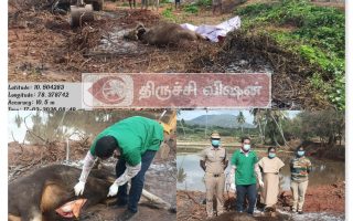 துவரங்குறிச்சி அருகே அடையாளம் தெரியாத வாகனம் மோதி இரண்டரை வயது பெண் காட்டெருமை பலி