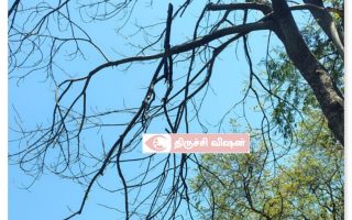 திருச்சி பரங்கிரி வேலுப்பிள்ளை பூங்காவில் காய்ந்து தொங்கும் மரக்கிளை – விபத்து அபாயம் என பொதுமக்கள் அச்சம்