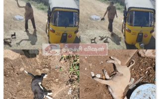 திருச்சியில் நாய்க்குட்டிகளை சுவற்றில் அடித்து கொன்ற பெண்: சிசிடிவி காட்சி வைரல், புகார் பதிவு