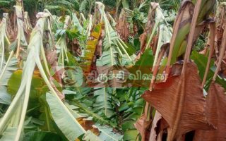 விவசாயிகள் வேதனை..!!சூறைக்காற்றில் அடியோடு சாய்ந்த  வாழை மரங்கள்..!