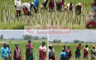 வயலில் இறங்கி பெண்களுடன் நெல் நாற்று நட்டு நூதன முறையில் வாக்குகள் சேகரித்த அதிமுக வேட்பாளர் சரோஜா