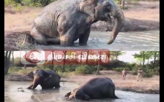 திருச்சியில் யானைகள் சேற்றில் விளையாடும் காட்சி