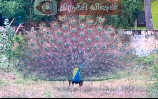 திருச்சியில் தொகை விரித்து ஆடிய மயில்