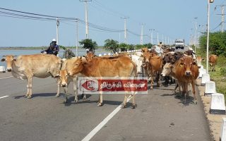 கால்நடைகளுக்கு டிஜிட்டல் ஐடி கட்டாயம்: திருச்சி மாவட்ட ஆட்சியர் அறிவிப்பு!