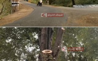 லால்குடியில் பழமையான புளியமர கிளைகள் வெட்டப்படுவதாக குற்றச்சாட்டு – நடவடிக்கை கோரிக்கை