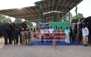 எம்.ஆர்.பாளையம் மறுவாழ்வு மையத்தில் உலக யானைகள் தின விழா கொண்டாட்டம்!